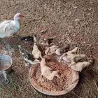 بطه معا صيصانها
