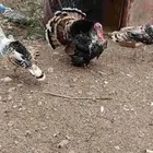 دجاج رومي