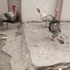 دجاج رومي