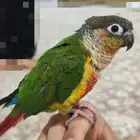 طير الكنيور