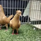 حمام هاي فلير