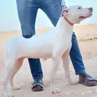دوقو ارجنتينو