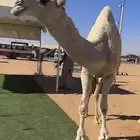 للبيع قعود كفو باتلي فاخر