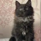 قط شيرازي عمره 3 اشهر للبيع