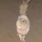 قطه اليفه تربيه بيت