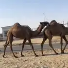 للبيع عشرا تحته بكره كفواا والناقه حقت انتاج