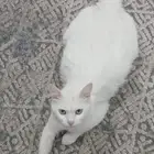قطة بيضاء للتبني