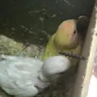 فروخ روز تحت رعاية الزوج الحد 150 ريال الفرخ