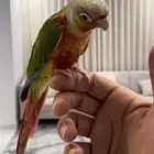 ابي انثي كنيور عندي ذكرين ابي صن شك وقرين شك