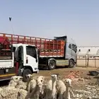 دنه ونش ل نقل الابل