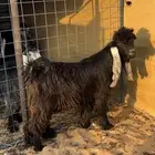 تبس عارضي خصم ادلم