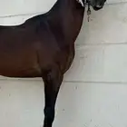حصان شعبي