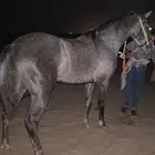 حصان شعبي