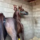 فحل مربط
