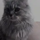 قطه شيرازيه