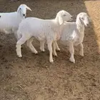 رخال ذبايح