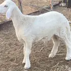 خروف حري كفو