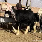 فحل نجدي مشروط النسف ومنتج