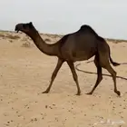 حواره مجهم ضغط عاليي