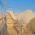 ناقه ظروبه باقي الحاشي معها يرظعها لاكن ماهو للبيع
