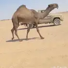 حق دبياني