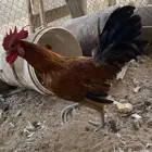 ديك على السوم
