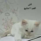 قطط شيرازي العمر 6اسابيع