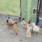 دجاج تركي
