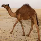 للبيع قعود مجهم