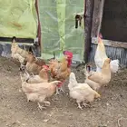 دجاج تركي للبيع