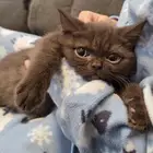 قطة سينامون بيور (أصول مسجلة)