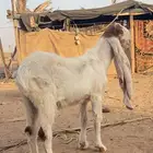 تيس صنف