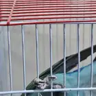 عصفور الروز على السوم