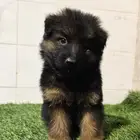 جيرمن شيبرد مستوى عالي