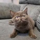 قطة سكوتش سينامون (بيور) أصول مسجلة