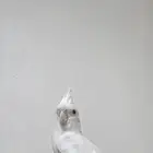 كراون ابيض متكلم