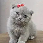 قطة سكوتش فولد للبيع - لون بلو - يوجد دفع بالتقسيط