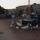 وز للبيع العدد 14 حبه على السوم