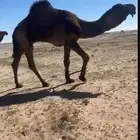 سلام عليكم للبيع البعير المنتج