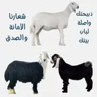 عرض ذبيحة بمناسبة الأجواء الجميلة