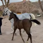 فرس شعبيه معها مهر