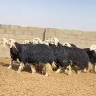 ارخال نجد صنف
