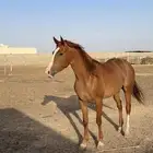 فرس شعبية شيخة