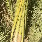 فسايل مجدول طيبه للبيع