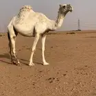 ناقه