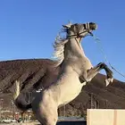 مهره عمره سنتين و المهر سنتين و اربع شهور