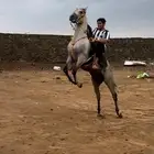 حصان شعبي