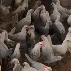 دجاج فيومي والمنيوم