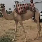 ركبي جذع مشروط