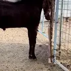 تيس هولندي حجازي صنف فاخر